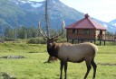 Photo of elk with observation deck