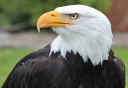 Photo of epic bald eagle