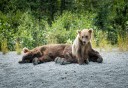 Photo of family of bears relaxing