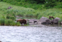 Photo of haines chilkoot canoe wildlife safari bear viewing