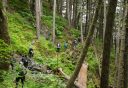 Photo of haines mount riley hike rainforest hiking