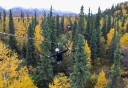 Photo of hands free soaring through the trees