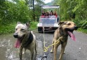 Photo of happy dogs pulling training cart