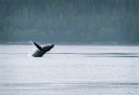 Photo of humpback breaching