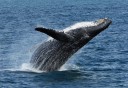 Photo of humpback whale breaching in alaska