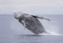 Photo of humpback whale breaching