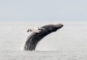 Photo of humpback whale in resurrection bay