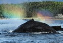 Photo of humpback whale with glimmering mist