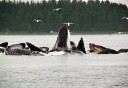 Photo of humpback whales juneau alaska auke bay