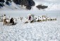 Photo of juneau dog sled tour