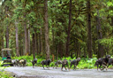 Photo of juneau mushers camp