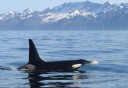 Photo of kenai fjords whale watching