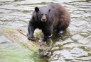 Photo of ketchikan potlatch park city and wildlife private tour bear at herring cove