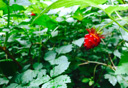 Photo of ketchikan salmonberry plant