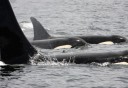 Photo of ketchikan saxman private tour orcas