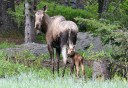 Photo of moose and baby in haines