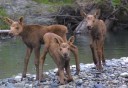 Photo of moose