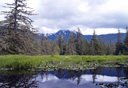 Photo of muskeg icy strait point