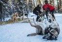 Photo of one of the Dogs having fun in the snow