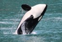 Photo of orca jumping
