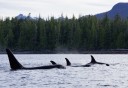Photo of orcas swimming