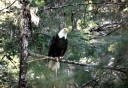 Photo of perched_eagle