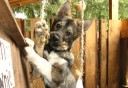 Photo of playful puppy at the mushers camp