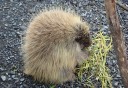 Photo of porcupine at the wildlife conservation center