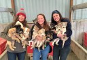 Photo of puppies at the dog sled summer camp