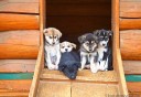 Photo of puppies waiting to play