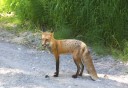 Photo of relaxed fox