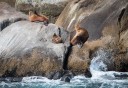 Photo of sea lions on the shore in alaska