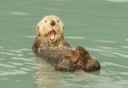 Photo of sea otter