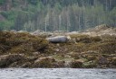 Photo of seal lounging on the rocks