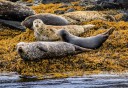 Photo of seals posing for the camera