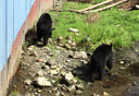 Photo of sitka black bears