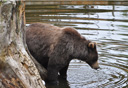 Photo of sitka brown bear