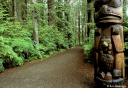 Photo of sitka national park trail