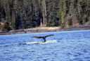 Photo of sitka whale tail
