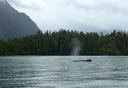 Photo of sitka whale watching 2