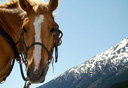 Photo of skagway horse