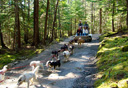 Photo of skagway sled dogs