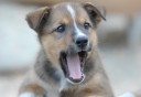 Photo of sled dog puppy yawning