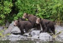 Photo of three bears by the river