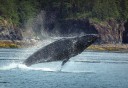 Photo of whale breaching with splash