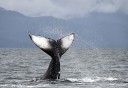 Photo of whale in juneau ak