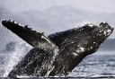 Photo of whale jumping juneau