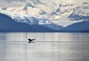 Photo of whale tail with glacier in the background