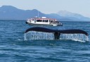 Photo of whale tail with whale watchers