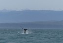 Photo of whale tail